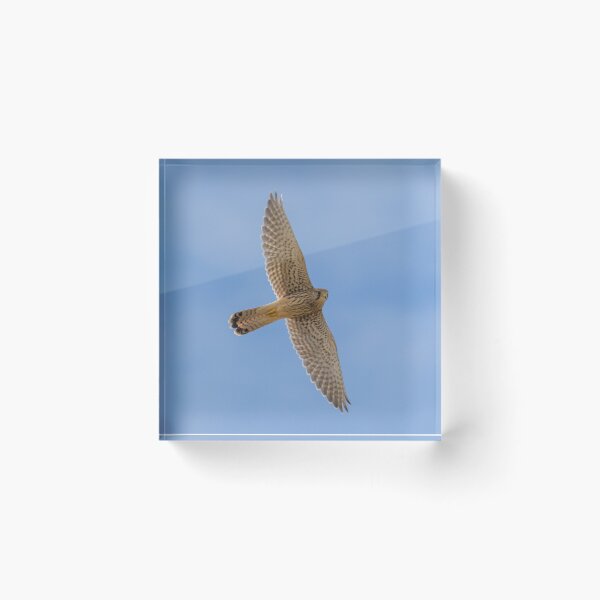 Item preview, Common Kestrel designed and sold by LaurenTucker.