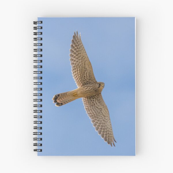Item preview, Common Kestrel designed and sold by LaurenTucker.