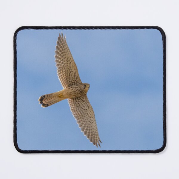 Item preview, Common Kestrel designed and sold by LaurenTucker.