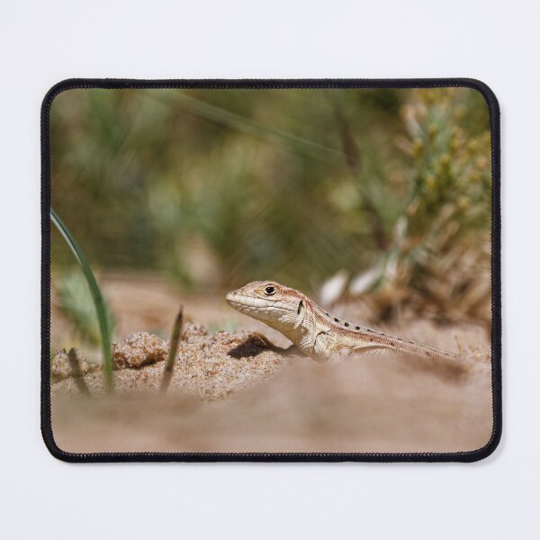 Item preview, Spiny-Footed Lizard in Spain (2) designed and sold by TomRomanPhotos.