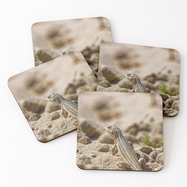Item preview, Spiny-Footed Lizard in Spain (3) designed and sold by TomRomanPhotos.