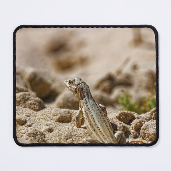 Item preview, Spiny-Footed Lizard in Spain (3) designed and sold by TomRomanPhotos.