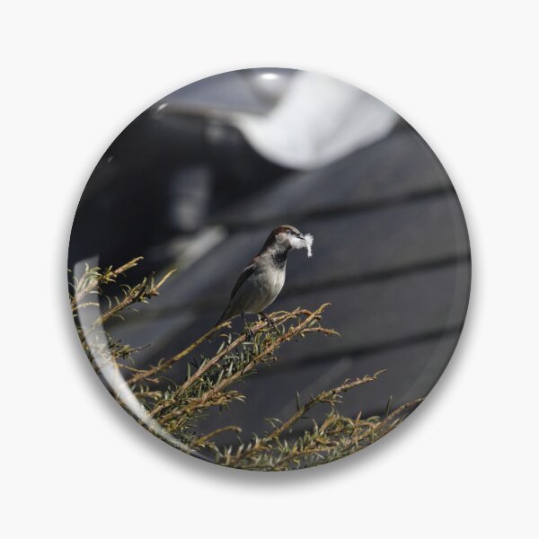 Item preview, A House Sparrow carrying some feathers designed and sold by TomRomanPhotos.