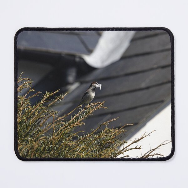 Item preview, A House Sparrow carrying some feathers designed and sold by TomRomanPhotos.