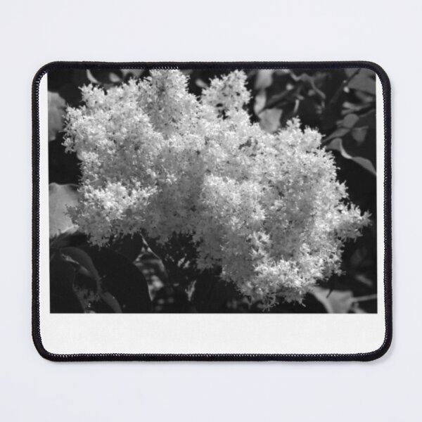 Item preview, White Flower Cluster Black and White Photography designed and sold by loonburttonDF.