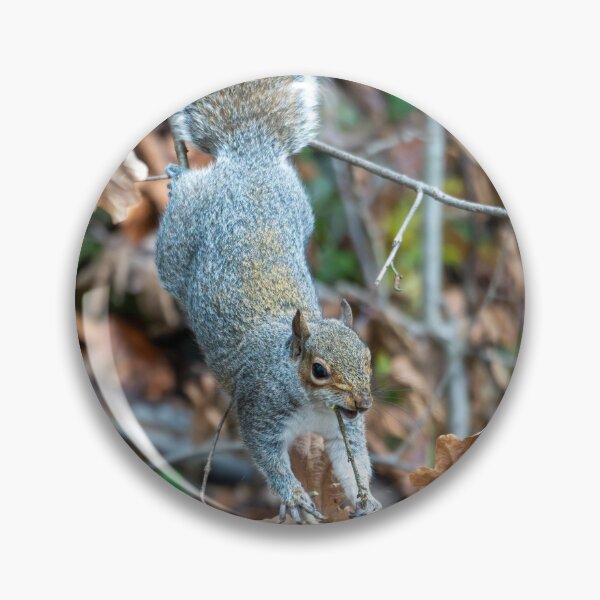 Item preview, Eastern grey squirrel (Sciurus carolinensis)   designed and sold by Stephen Jarman.