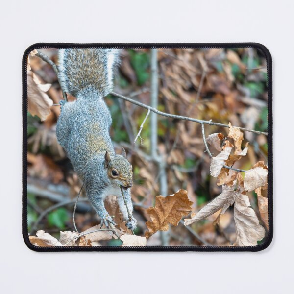 Item preview, Eastern grey squirrel (Sciurus carolinensis) designed and sold by Stephen Jarman.
