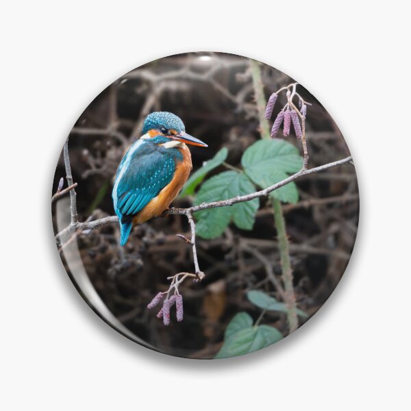 Item preview, Kingfisher (Alcedo atthis) sitting on a branch   designed and sold by Stephen Jarman.