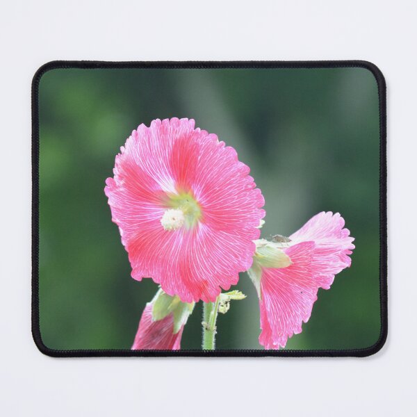 Item preview, Vibrant Pink Hollyhock Flowers in Summer Sunlight designed and sold by MiraNadaPrints.