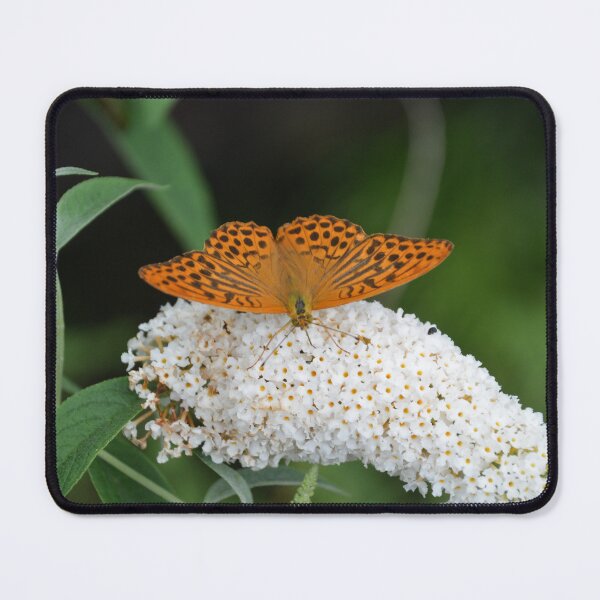Item preview, Orange Fritillary Butterfly on Butterfly Bush 3 designed and sold by MiraNadaPrints.