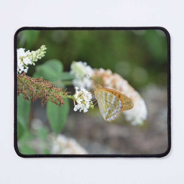 Item preview, Fritillary Butterfly Feeding on White Buddleja designed and sold by MiraNadaPrints.