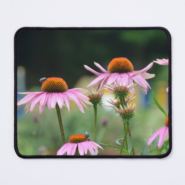 Item preview, Pink Coneflower Echinacea Blooms in Garden designed and sold by MiraNadaPrints.