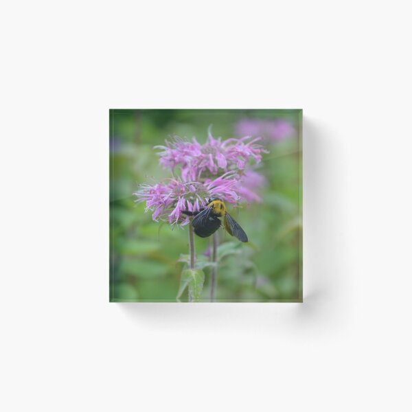 Item preview, Bumblebee Gathering Nectar on Bergamot Flower designed and sold by MiraNadaPrints.