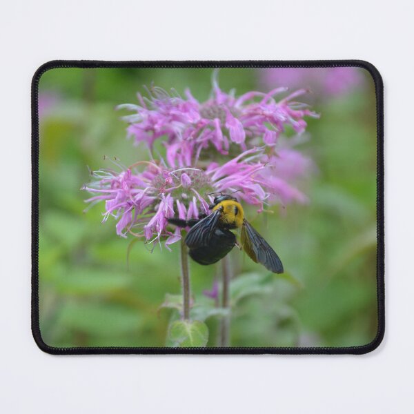 Item preview, Bumblebee Gathering Nectar on Bergamot Flower designed and sold by MiraNadaPrints.