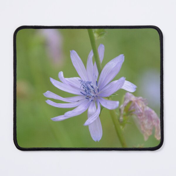 Item preview, Delicate Purple Chicory Wildflower in Meadow designed and sold by MiraNadaPrints.