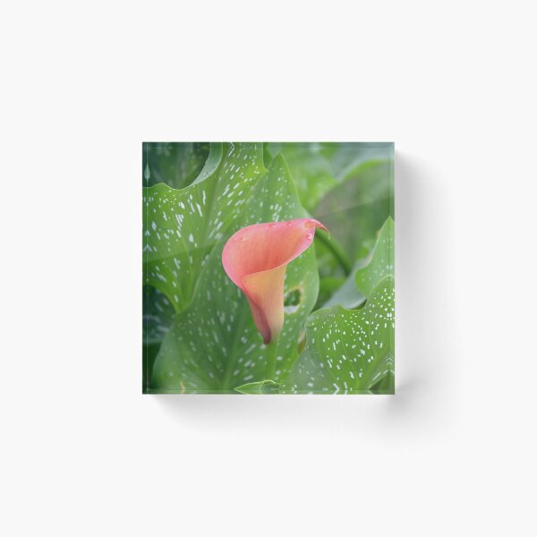 Item preview, Pink Calla Lily with Spotted Green Leaves designed and sold by MiraNadaPrints.