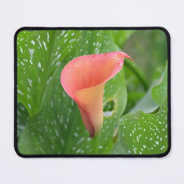 Item preview, Pink Calla Lily with Spotted Green Leaves designed and sold by MiraNadaPrints.