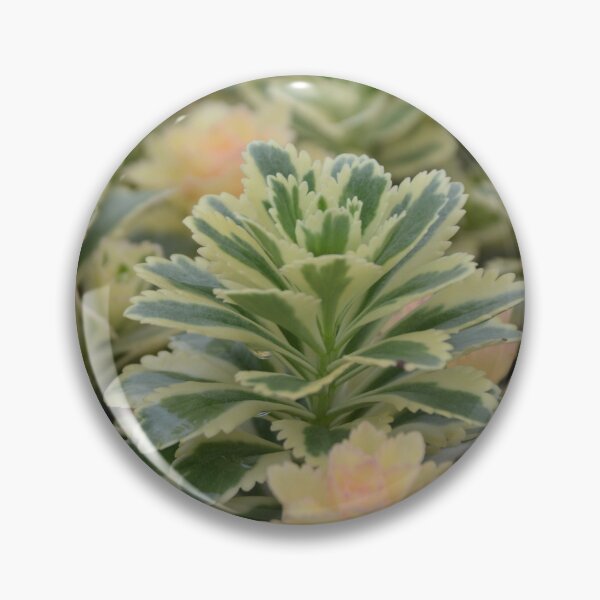 Item preview, Variegated Sedum Succulents with Pale Rosettes designed and sold by MiraNadaPrints.
