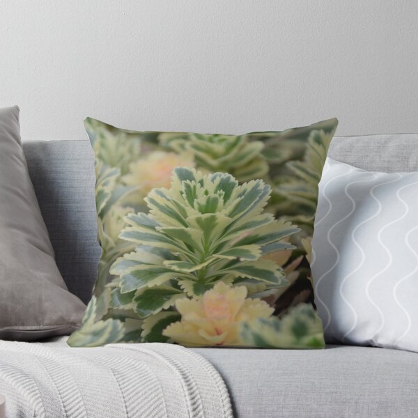 Item preview, Variegated Sedum Succulents with Pale Rosettes designed and sold by MiraNadaPrints.