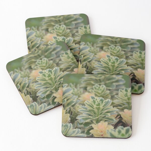 Item preview, Variegated Sedum Succulents with Pale Rosettes designed and sold by MiraNadaPrints.