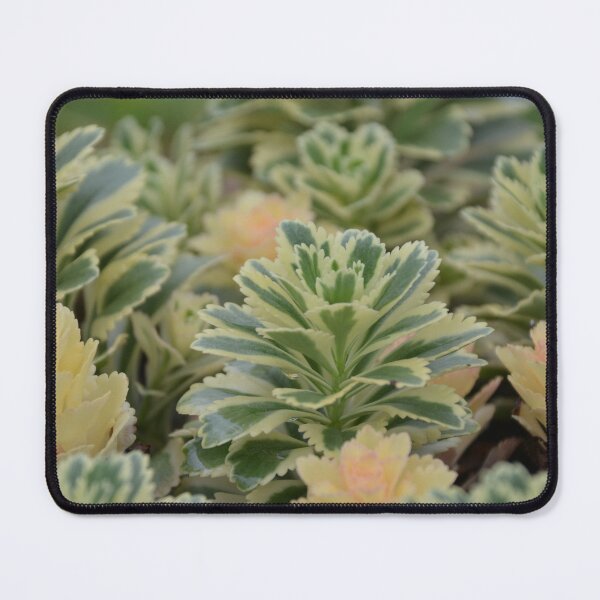 Item preview, Variegated Sedum Succulents with Pale Rosettes designed and sold by MiraNadaPrints.