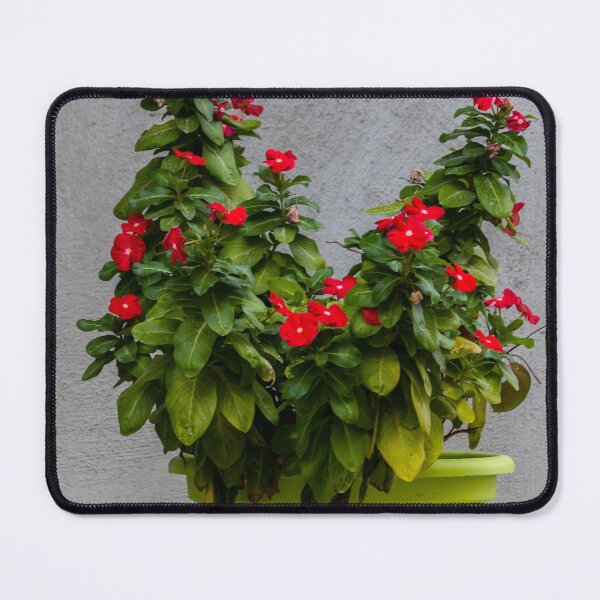 Item preview, Potted Red Flowering Plant In Bright Green Pot Against Textured Gray Wall designed and sold by Nmallia.