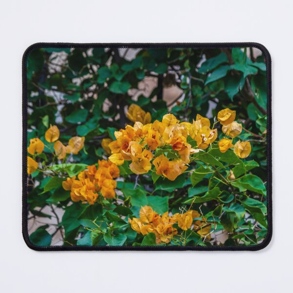 Item preview, Yellow Bougainvillea Vine With Vibrant Flowers and Lush Green Foliage Climbing Wall designed and sold by Nmallia.