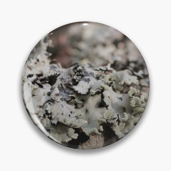 Item preview, Rustic Forest Lichen on Tree Bark Macro Photography designed and sold by vikko-art.