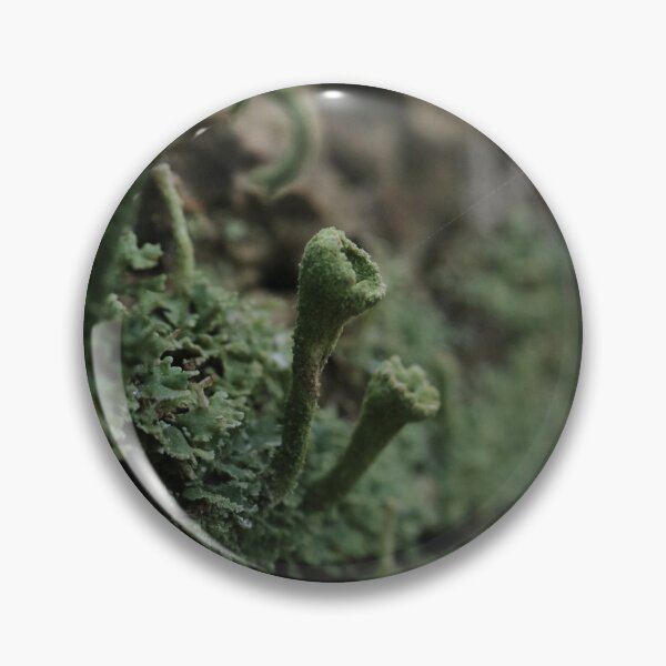 Item preview, Moody Forest Pixie Cup Lichen Macro Photography designed and sold by vikko-art.