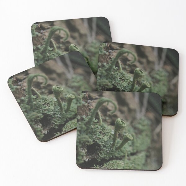 Item preview, Moody Forest Pixie Cup Lichen Macro Photography designed and sold by vikko-art.