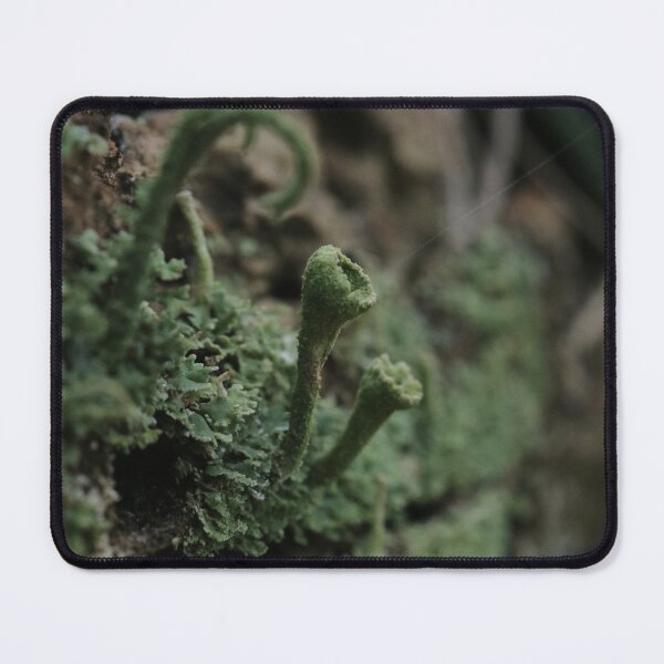 Item preview, Moody Forest Pixie Cup Lichen Macro Photography designed and sold by vikko-art.
