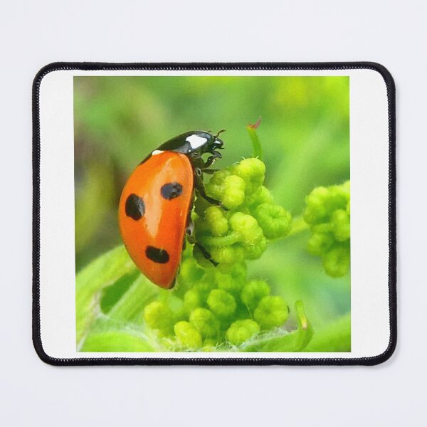 Item preview, Ladybird on green designed and sold by angel1.