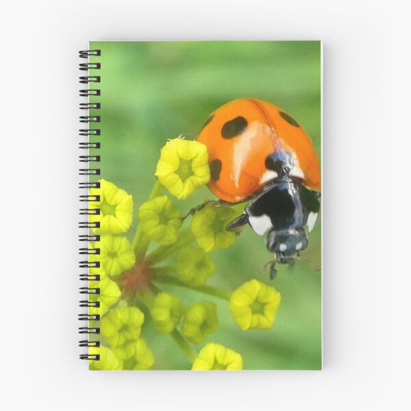 Item preview, Ladybird face forward designed and sold by angel1.