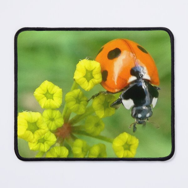 Item preview, Ladybird face forward designed and sold by angel1.