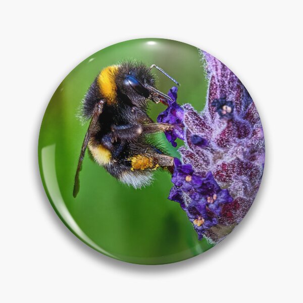 Item preview, Bee on Lavender Plant designed and sold by Tom McPherson Photography.