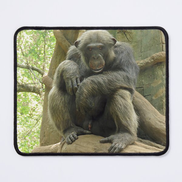 Item preview, Gorilla Sitting Looking at Camera designed and sold by Linda Walsh.