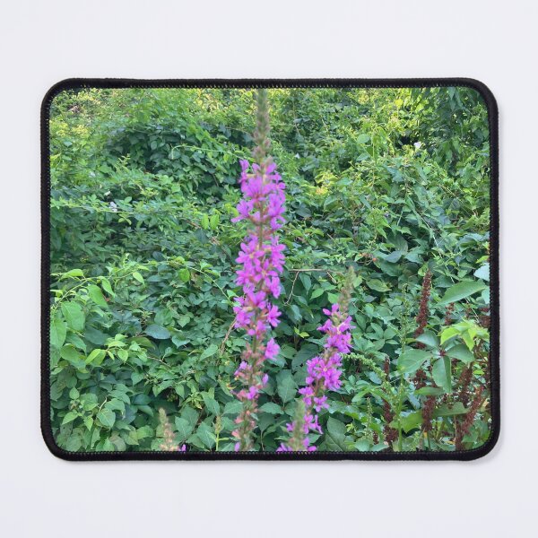 Item preview, Purple Loosestrife with Many Other Plants designed and sold by Amanda1775.