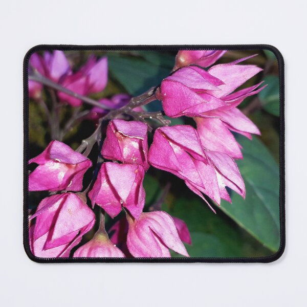 Item preview, Orchids designed and sold by HJ-Photography.