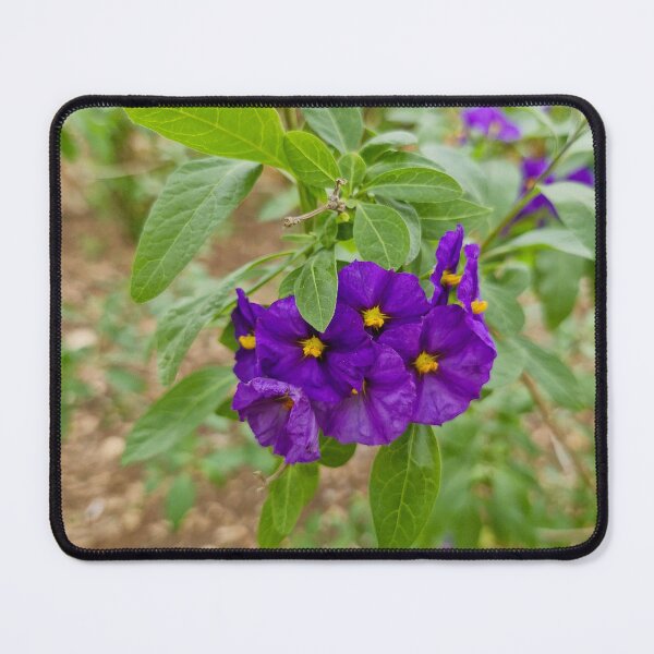 Item preview, spring bloom, Paraguay nightshade designed and sold by Lunar-Dragon.