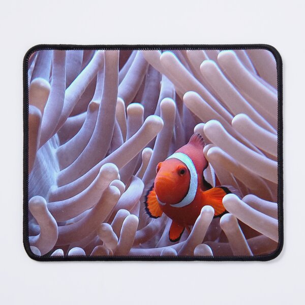 Item preview, Clownfish Nestled in Sea Anemone | Vibrant Underwater Marine Life Photography designed and sold by pbchan.