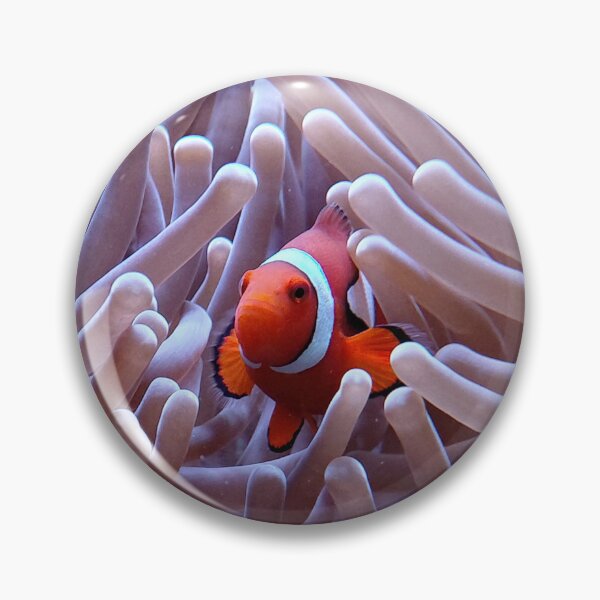 Artikelvorschau, Clownfisch in Seeanemone | Lebendige Unterwasserfotografie entworfen und verkauft von pbchan.