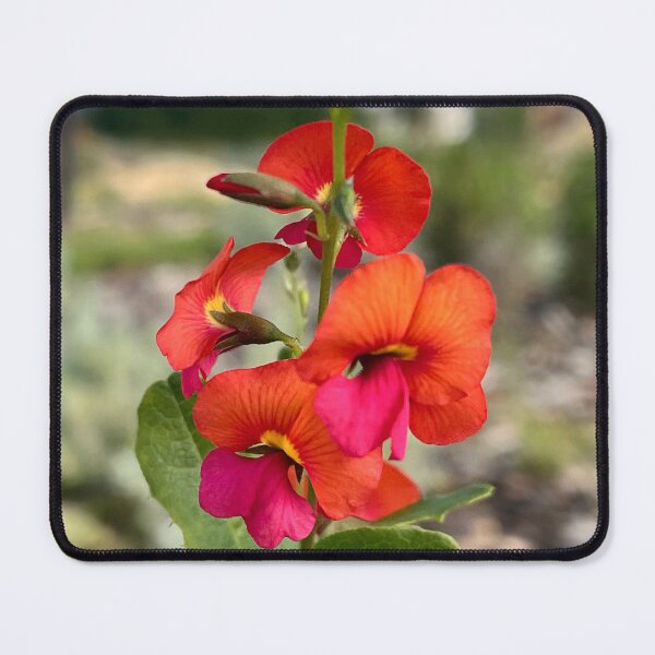 Item preview, Native Flame Pea – Vibrant Australian Wildflower Botanical Photography designed and sold by Be Captured by Brittany Emma.