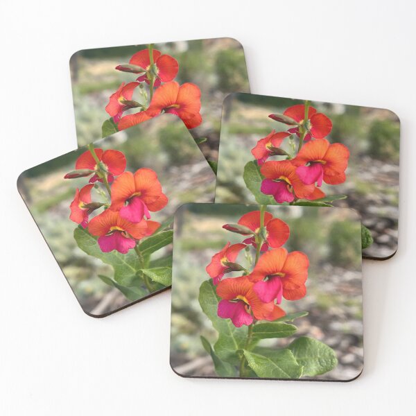 Item preview, Native Flame Pea – Vibrant Australian Wildflower Botanical Photography designed and sold by Be Captured by Brittany Emma.