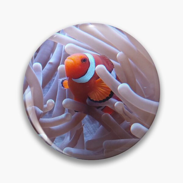 Item preview, Pair of Clownfish in Sea Anemone  Underwater Coral Reef Photography designed and sold by pbchan.