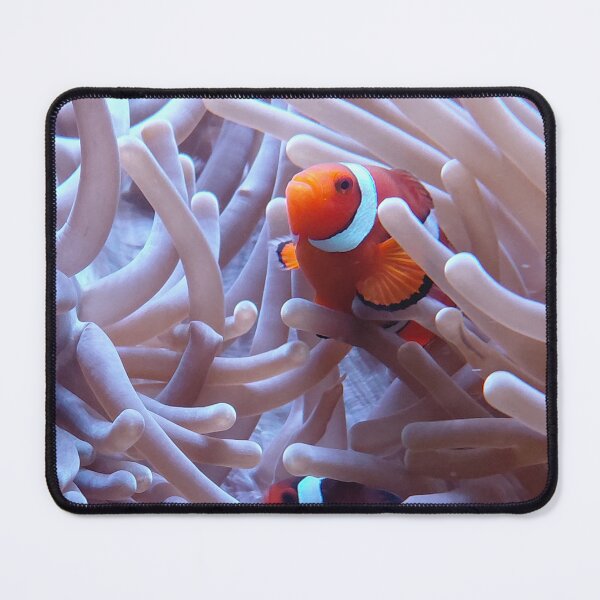 Item preview, Pair of Clownfish in Sea Anemone Underwater Coral Reef Photography designed and sold by pbchan.