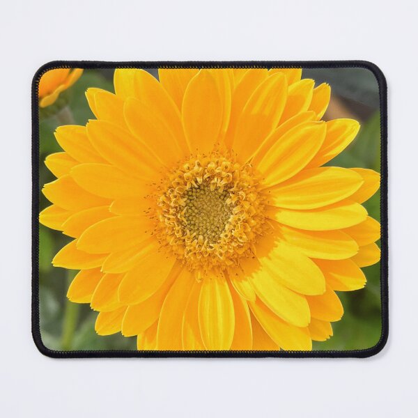 Item preview, Bright Yellow Gerbera Daisy – Cheerful Floral Botanical Photography designed and sold by Be Captured by Brittany Emma.