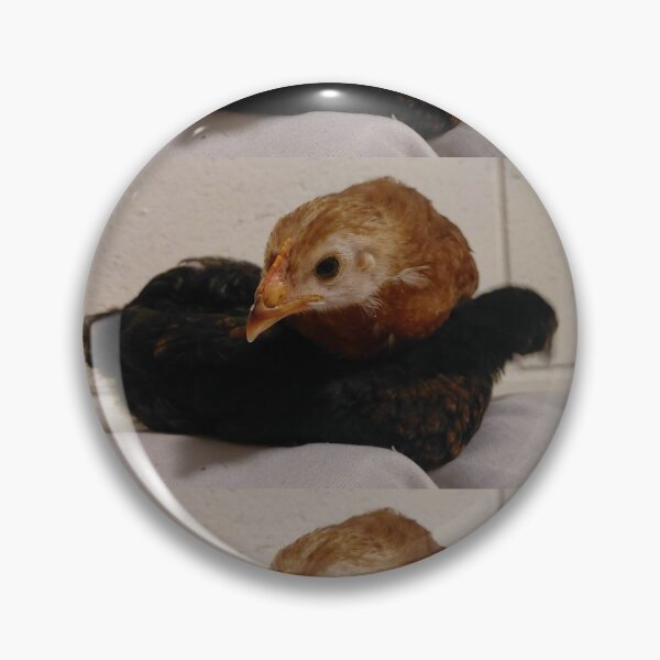 Item preview, Curious Baby Chicks Resting Together  Farm Life Animal Photography designed and sold by pbchan.