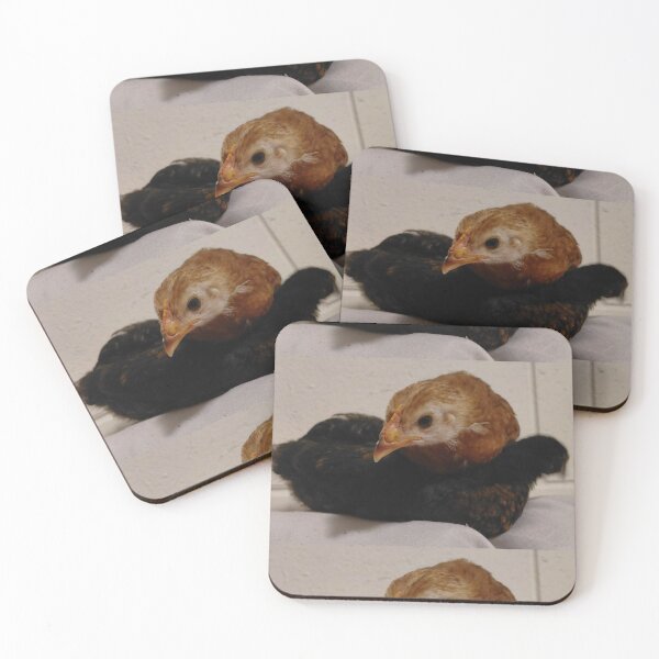 Item preview, Curious Baby Chicks Resting Together  Farm Life Animal Photography designed and sold by pbchan.