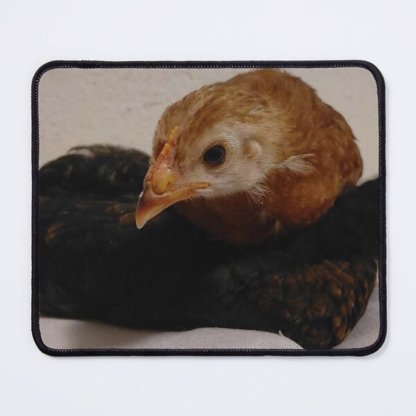 Item preview, Curious Baby Chicks Resting Together Farm Life Animal Photography designed and sold by pbchan.