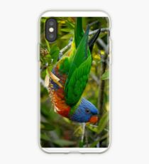 Nur hängen. (Regenbogen Lorikeet) iPhone-Hülle & Cover